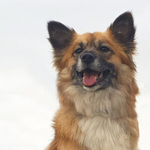 IJslandse Hond Twirre Frida