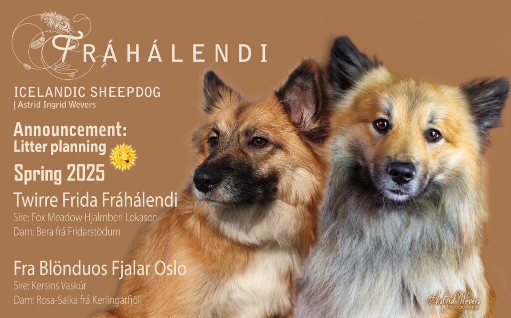 Dreamcouple Icelandic Sheepdogs litterplanning 2025