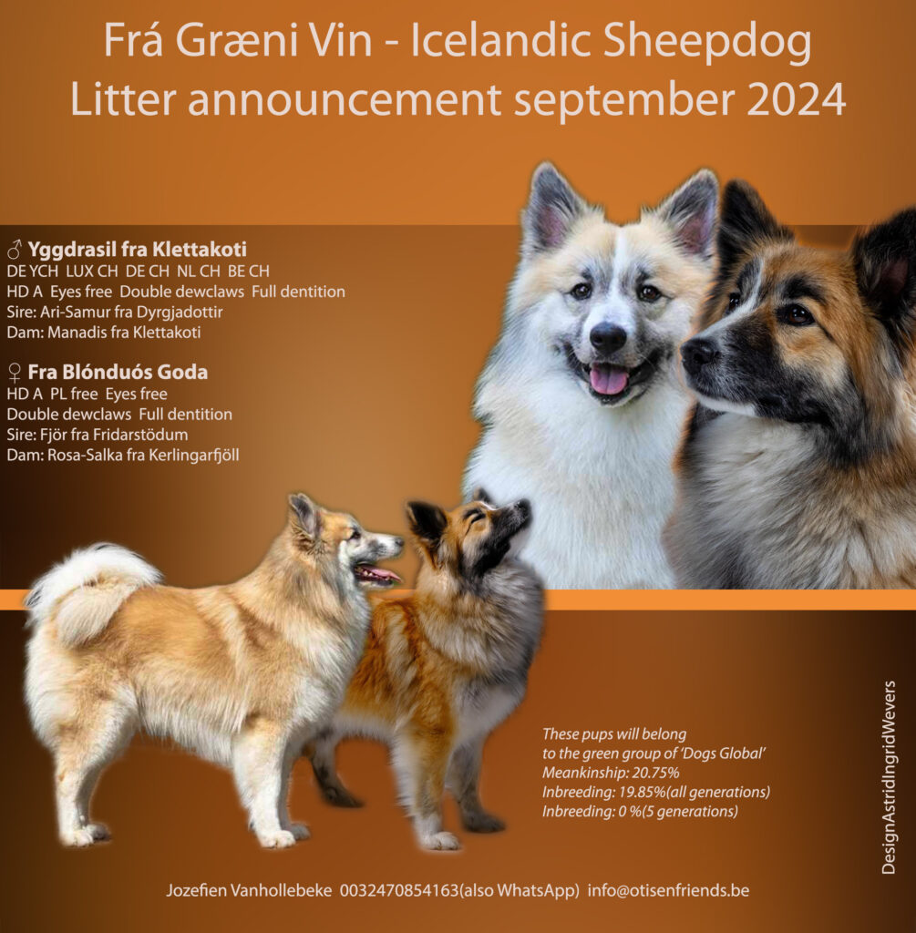 Icelandic Sheepdog puppy's België 2024