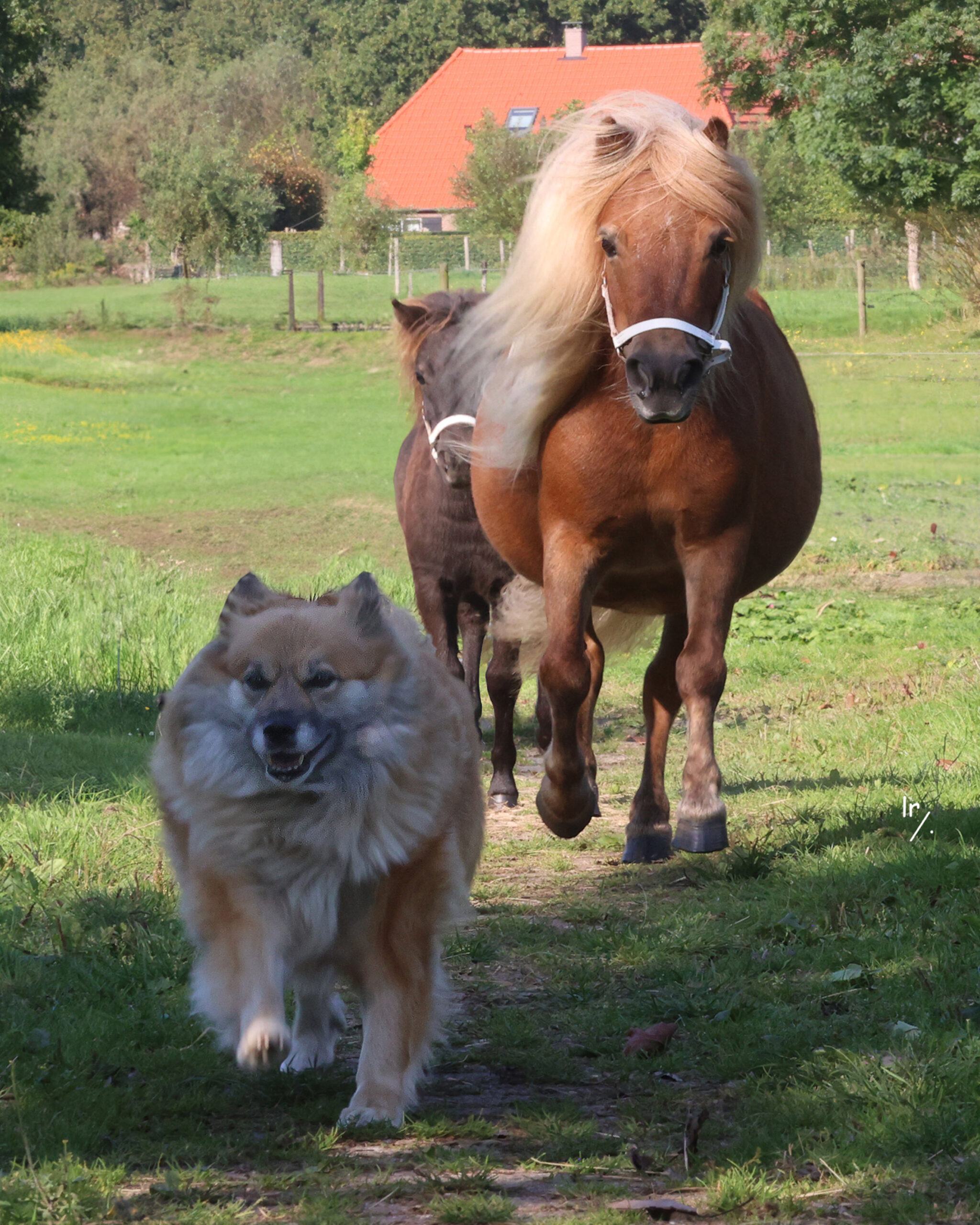 Lotus met Elska de IJslandse Hond