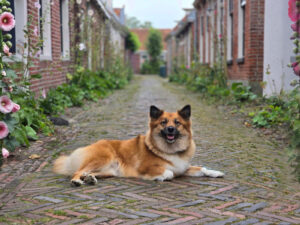 Skaga IJslandse Hond in Nederland